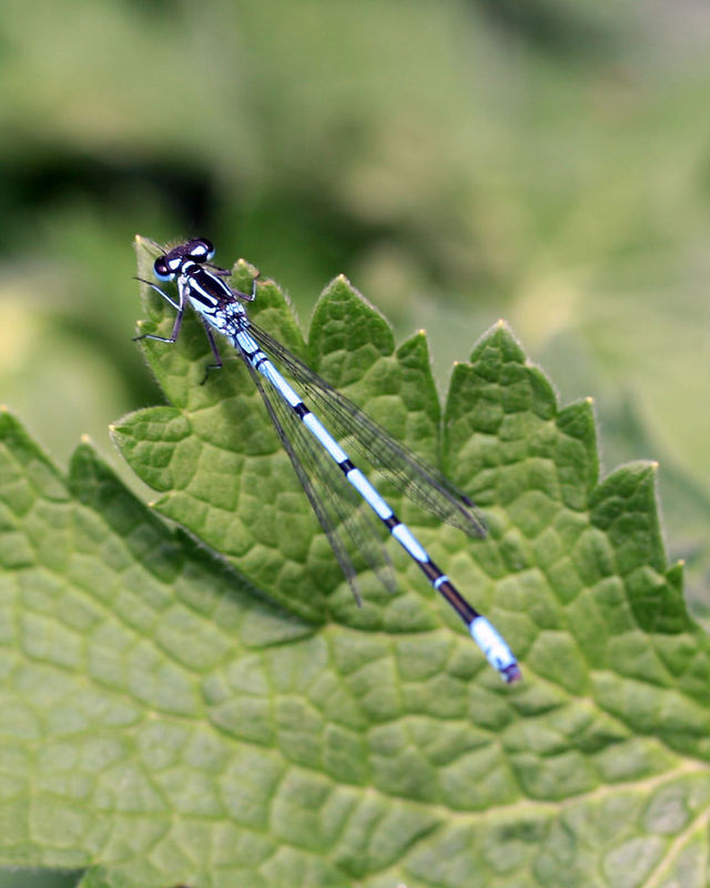 Blaue Libelle