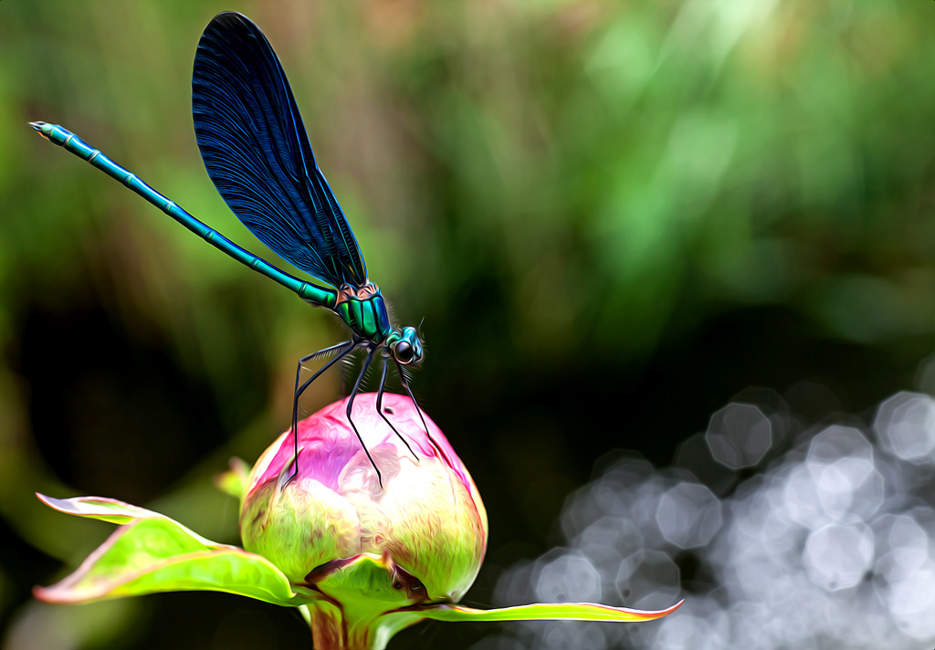 Blaue Libelle