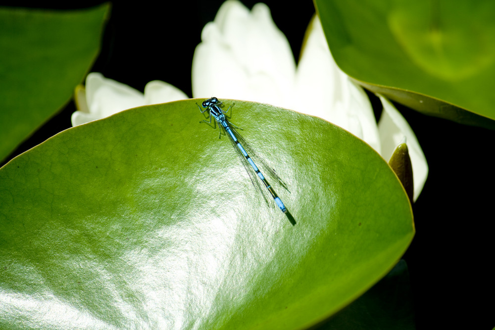 Blaue Libelle