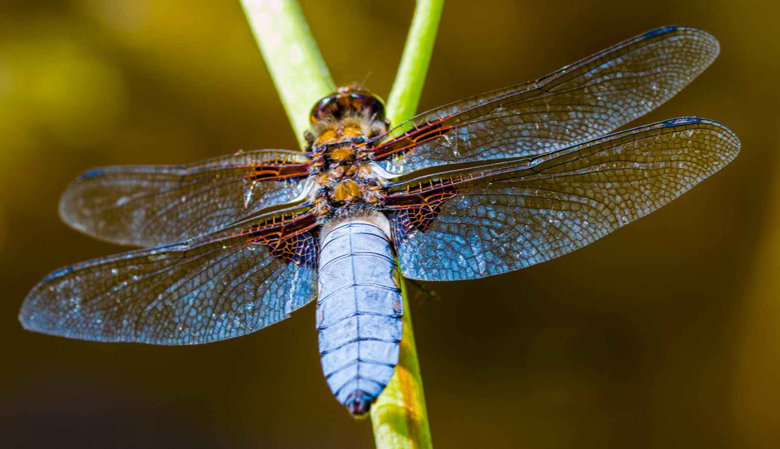 blaue Libelle 