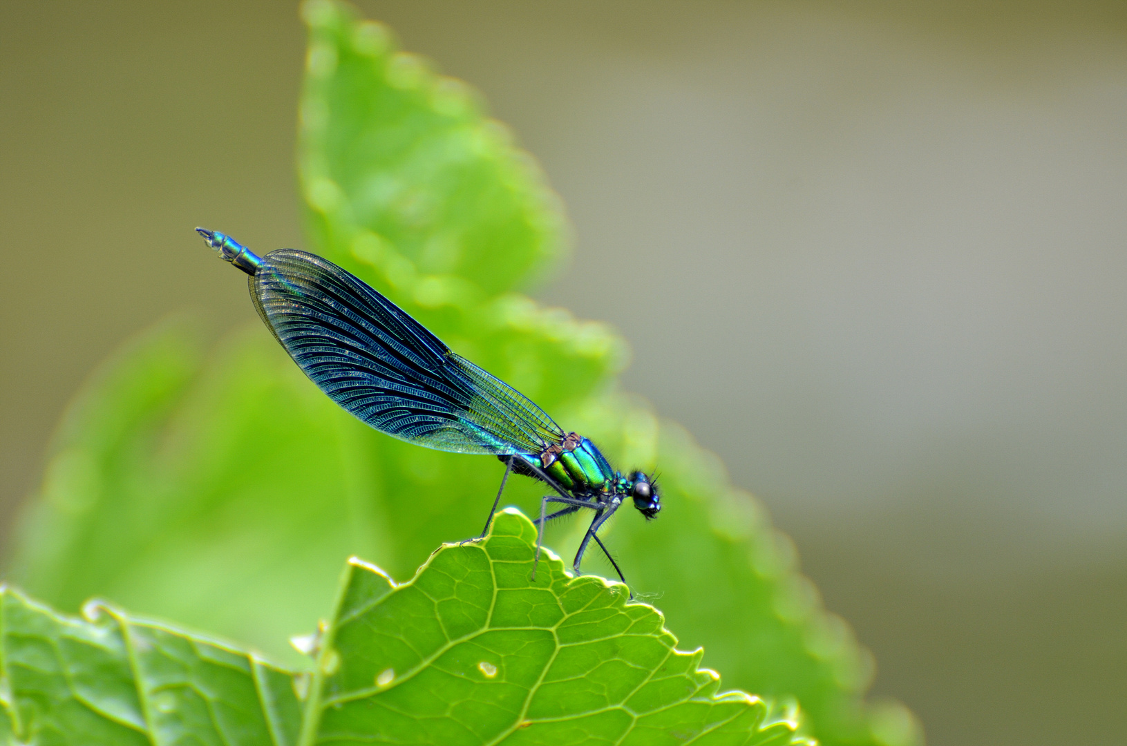 Blaue Libelle