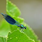 Blaue Libelle