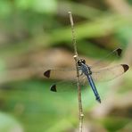 Blaue Libelle