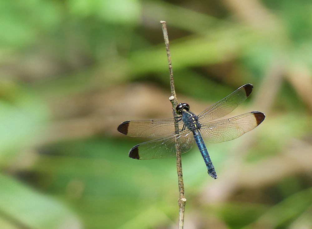 Blaue Libelle