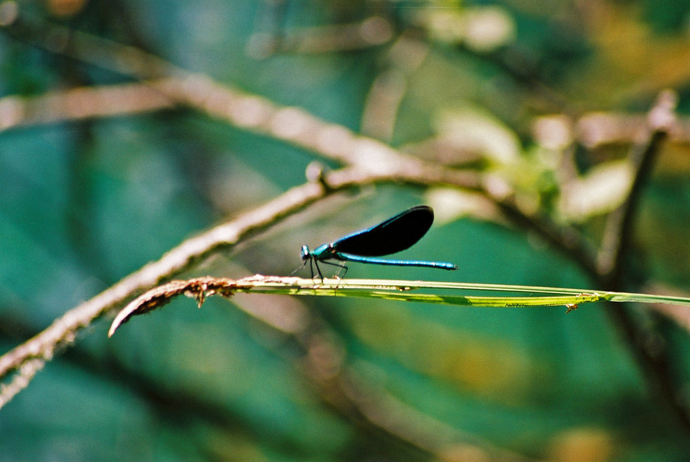 blaue Libelle von Christina Maul 