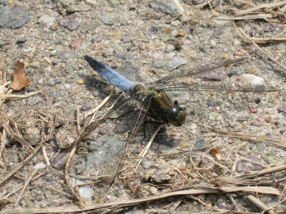 blaue Libelle, ein "Großer Blaupfeil"