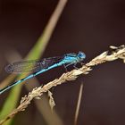 Blaue Libelle ~ eine Pokaljungfer