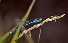 Blaue Libelle ~ eine Pokaljungfer