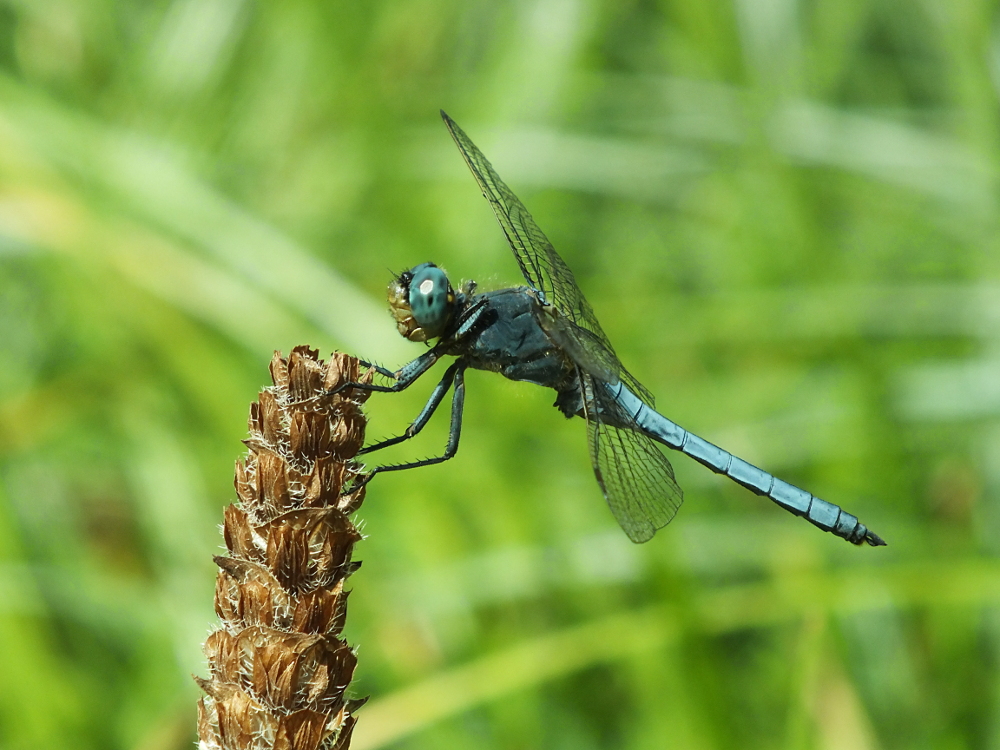 Blaue Libelle