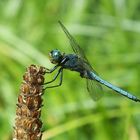 Blaue Libelle