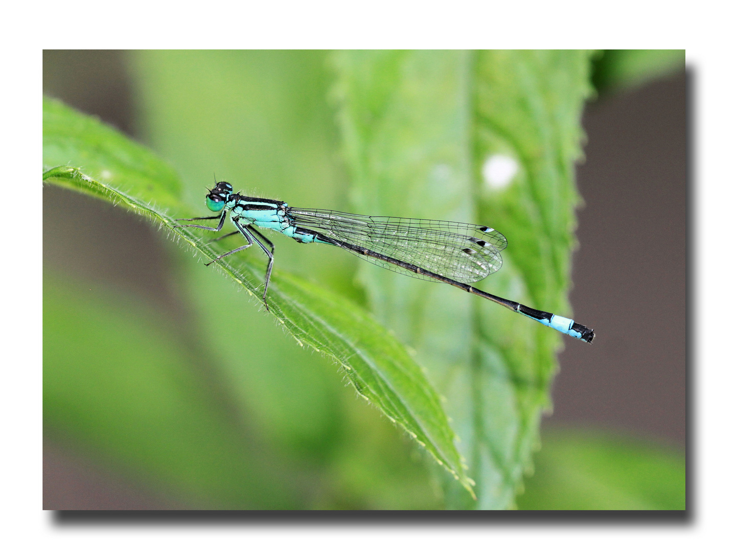 Blaue Libelle