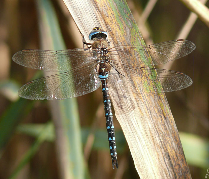 Blaue Libelle