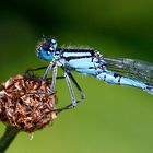 Blaue Libelle