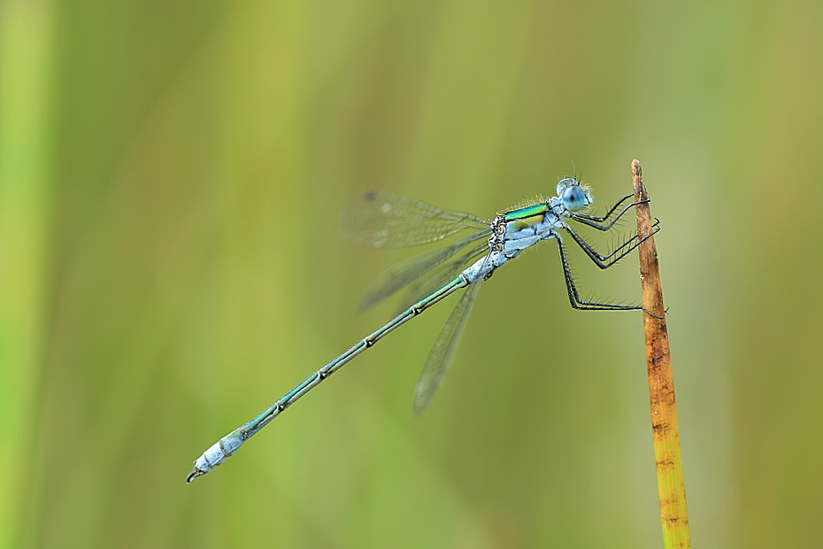 Blaue Libelle