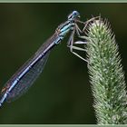 BLAUE lIBELLE