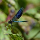 Blaue Libelle - gebänderte Prachtlibelle
