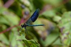 Blaue Libelle - gebänderte Prachtlibelle