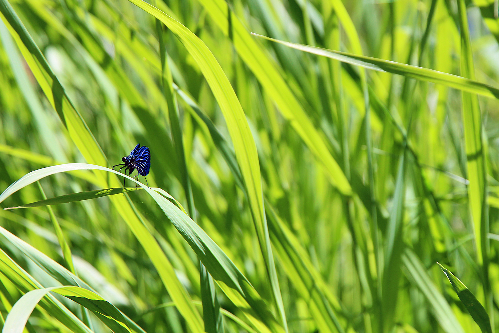 Blaue Libelle im grünen Meer