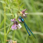 blaue Libelle im Morgengrauen