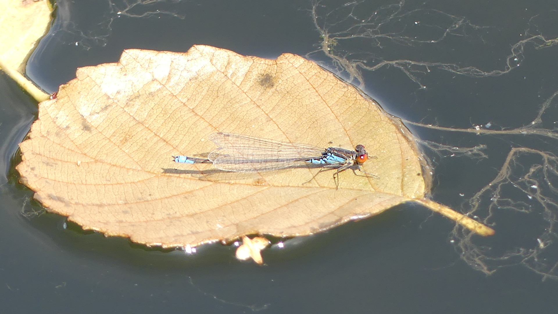 Blaue Libelle im NSG Haff Réimech