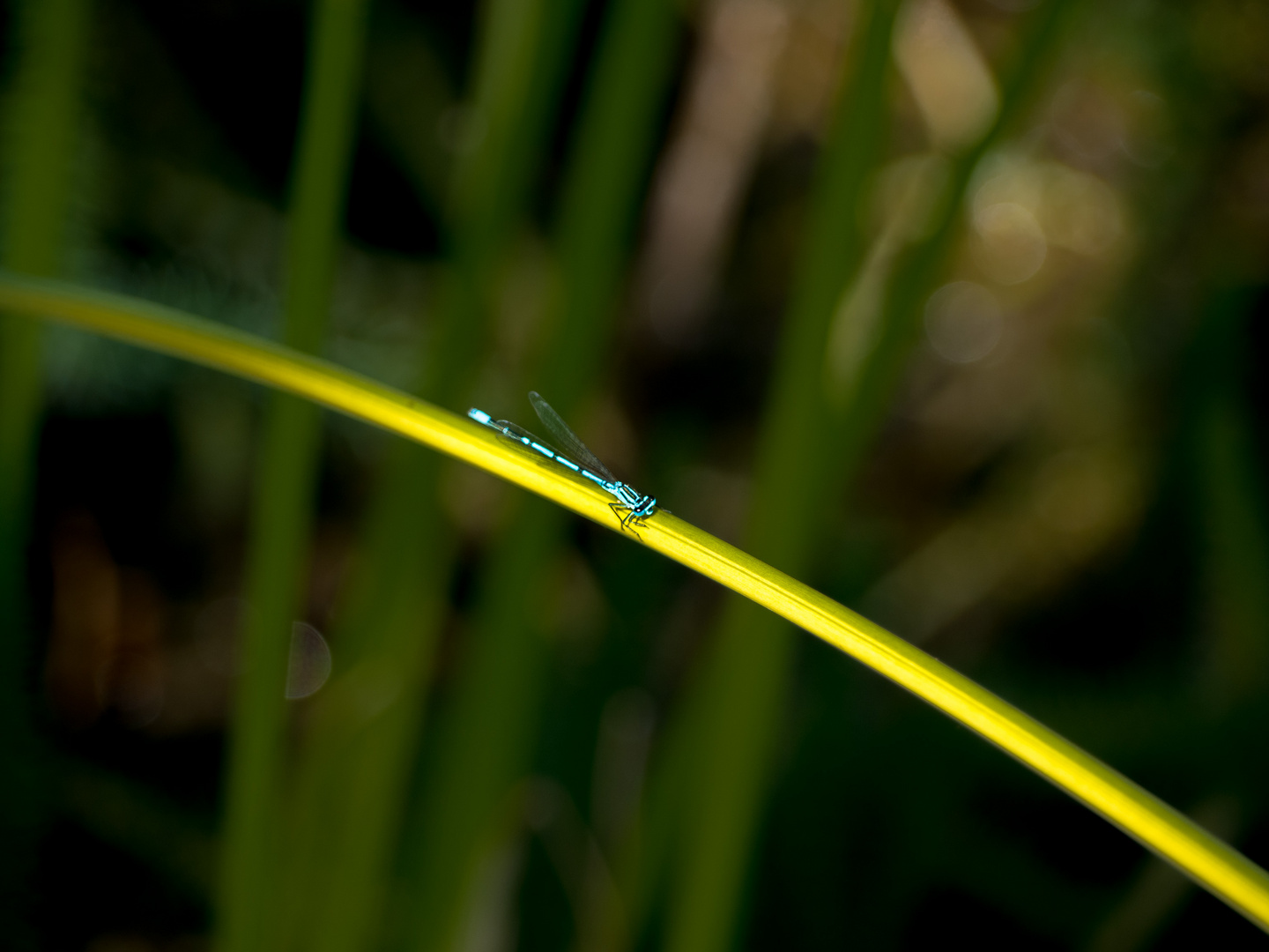 blaue Libelle im Sonnenbad