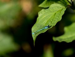 Blaue Libelle (seeehr klein)