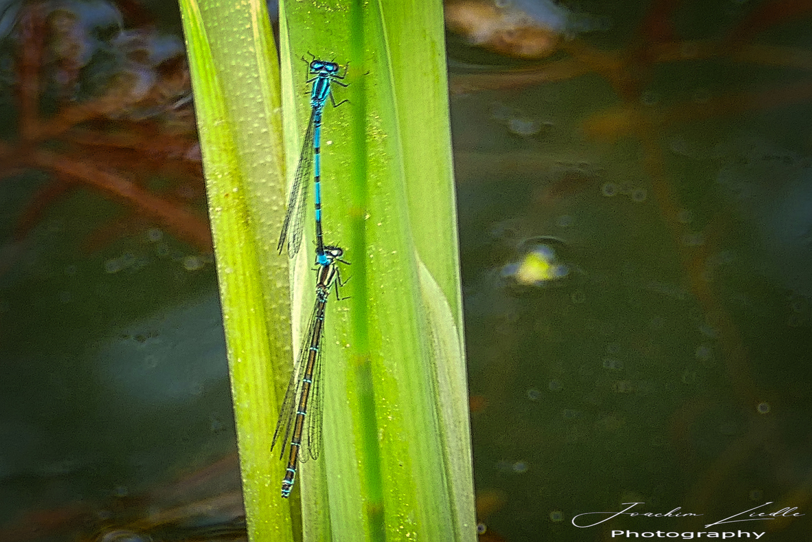 blaue Libellen 100