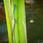 blaue Libellen 100