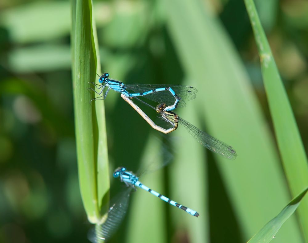 Blaue Libellen am Seeufer