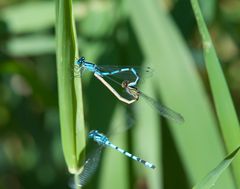 Blaue Libellen am Seeufer