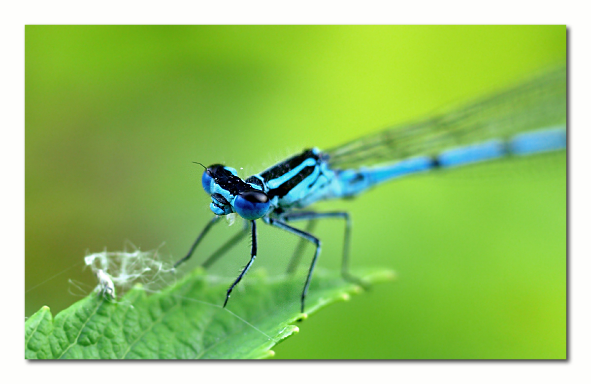 Blaue Libellenaugen