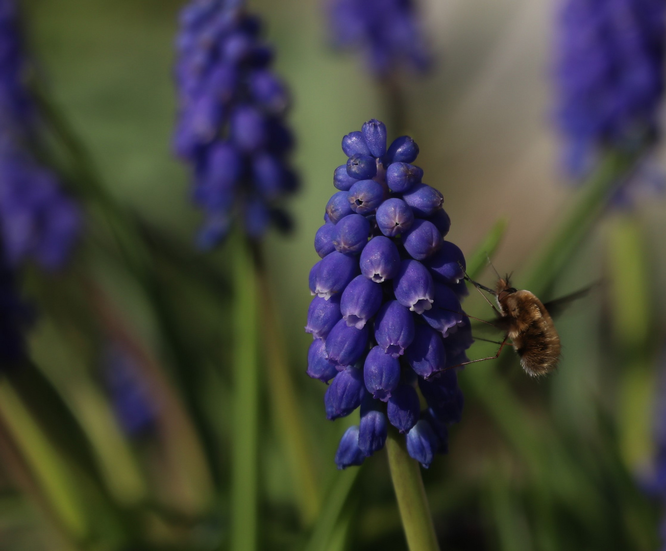 blaue Lieblingsspeise