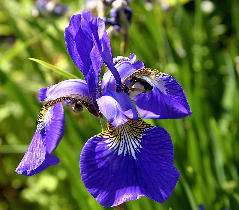 Blaue Lilie