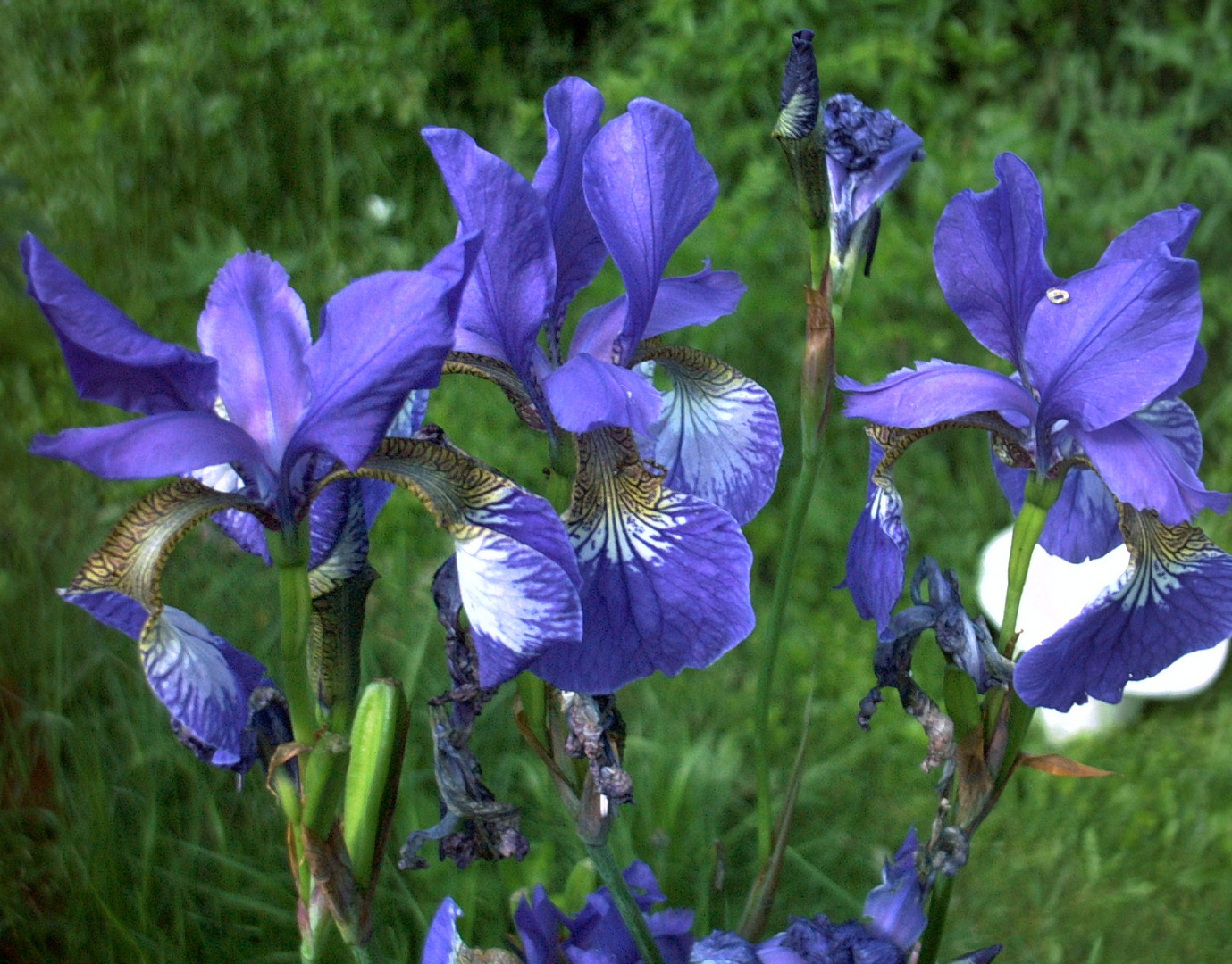 45+ Alpengarten Pflanzen Lilien Blau, Sie bildet rhizome als