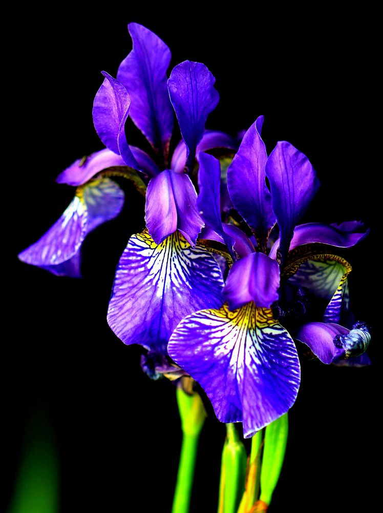 Blaue Lilie Foto & Bild pflanzen, pilze & flechten, blüten