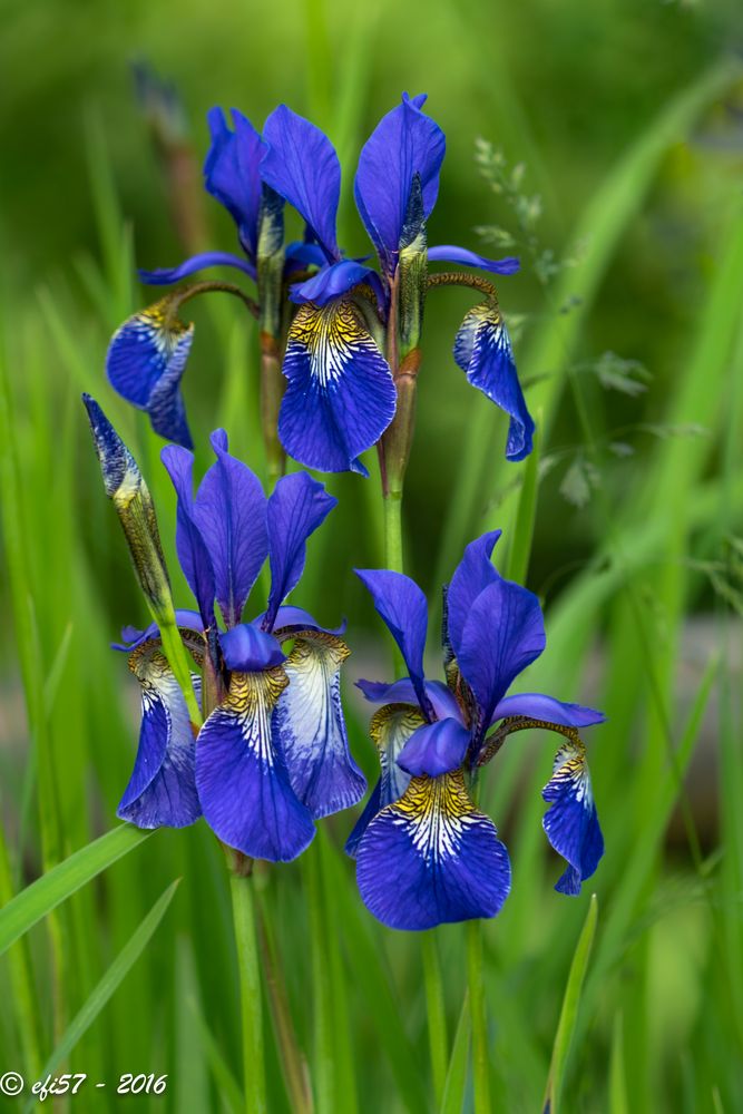 Blaue Lilie Foto & Bild blumen, bäume, stein, natur, blume Bilder auf