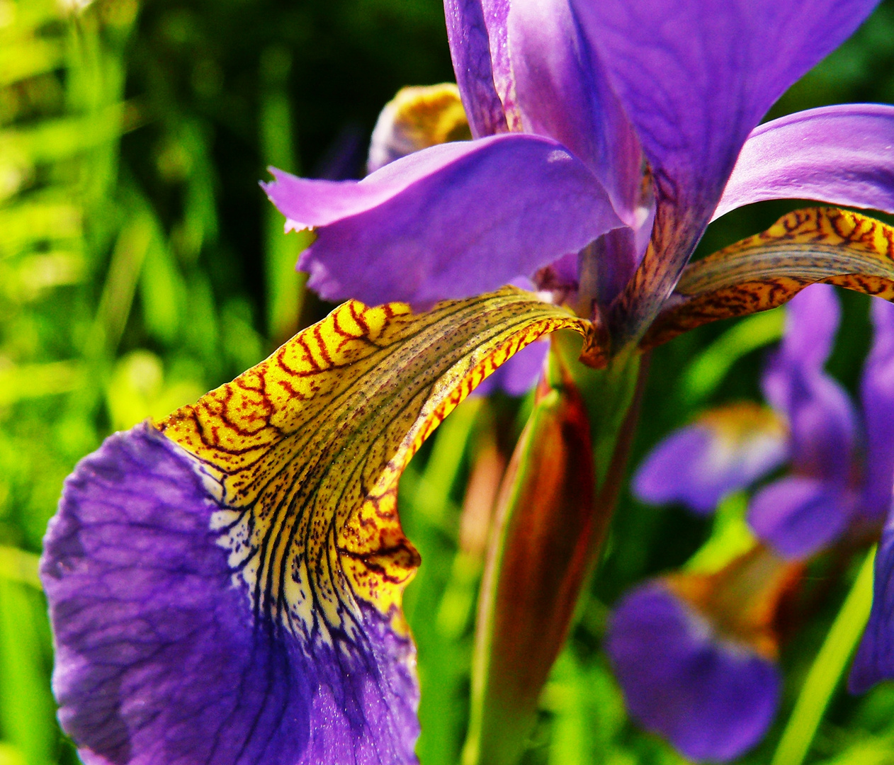 Blaue Lilien