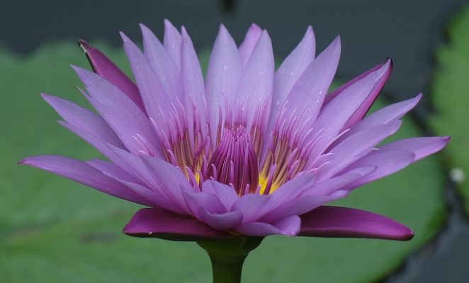 ...blaue Lotus Blüte...