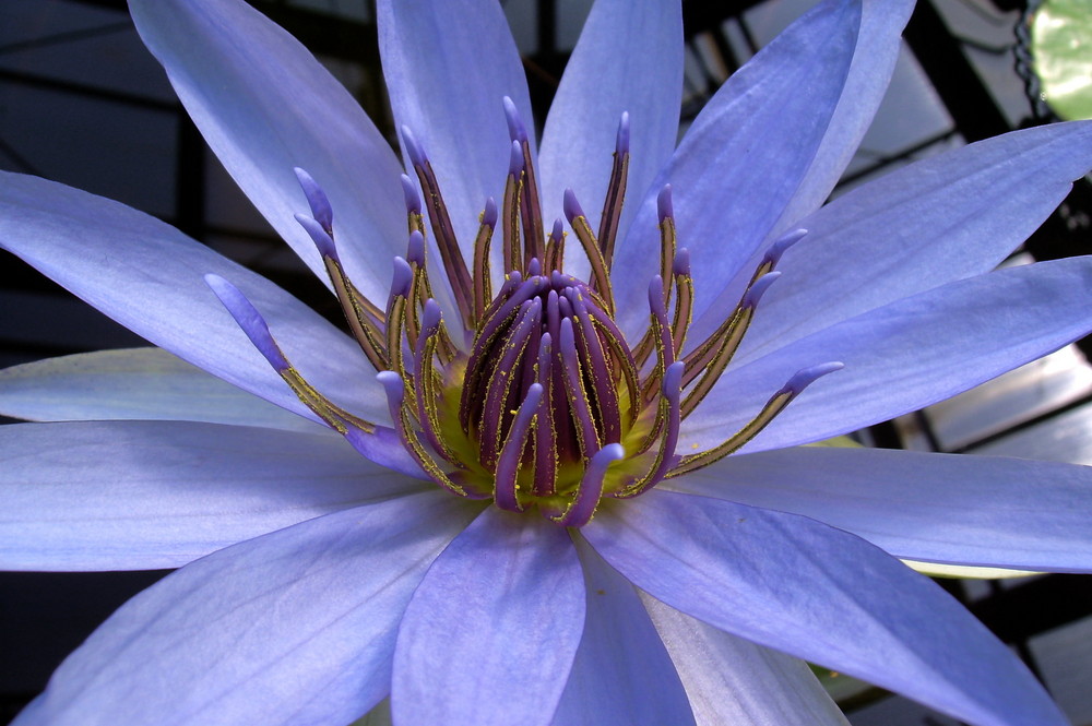 Blaue Lotusblume