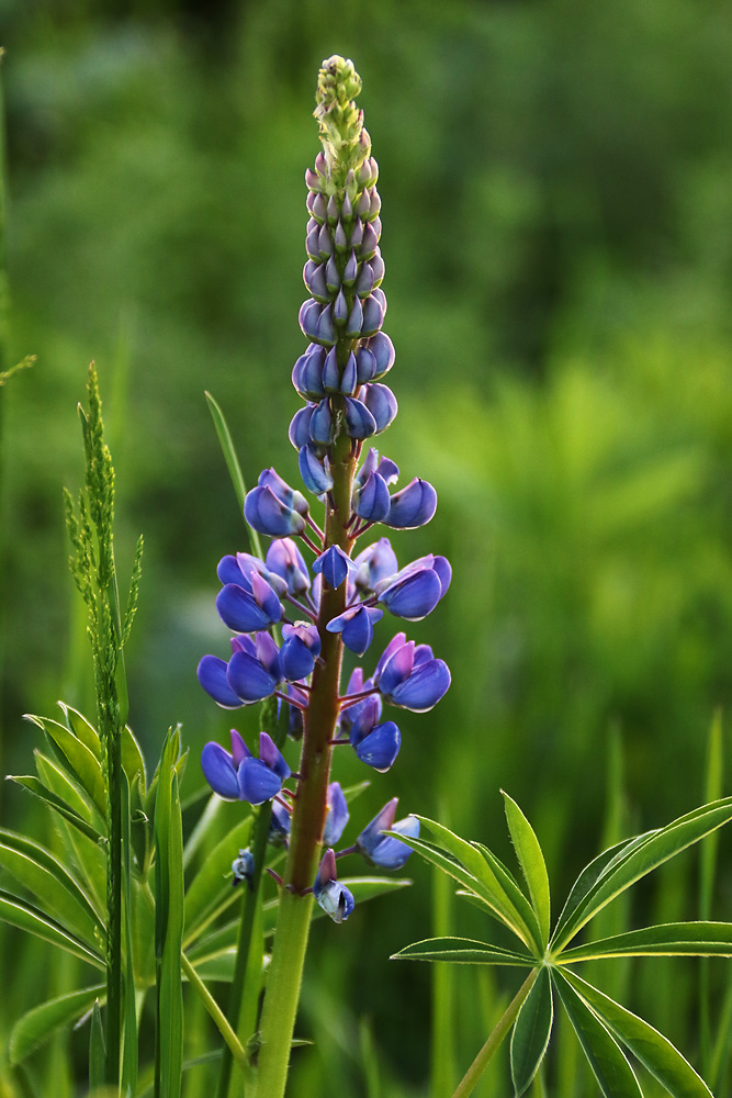 blaue Lupine