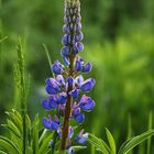 blaue Lupine