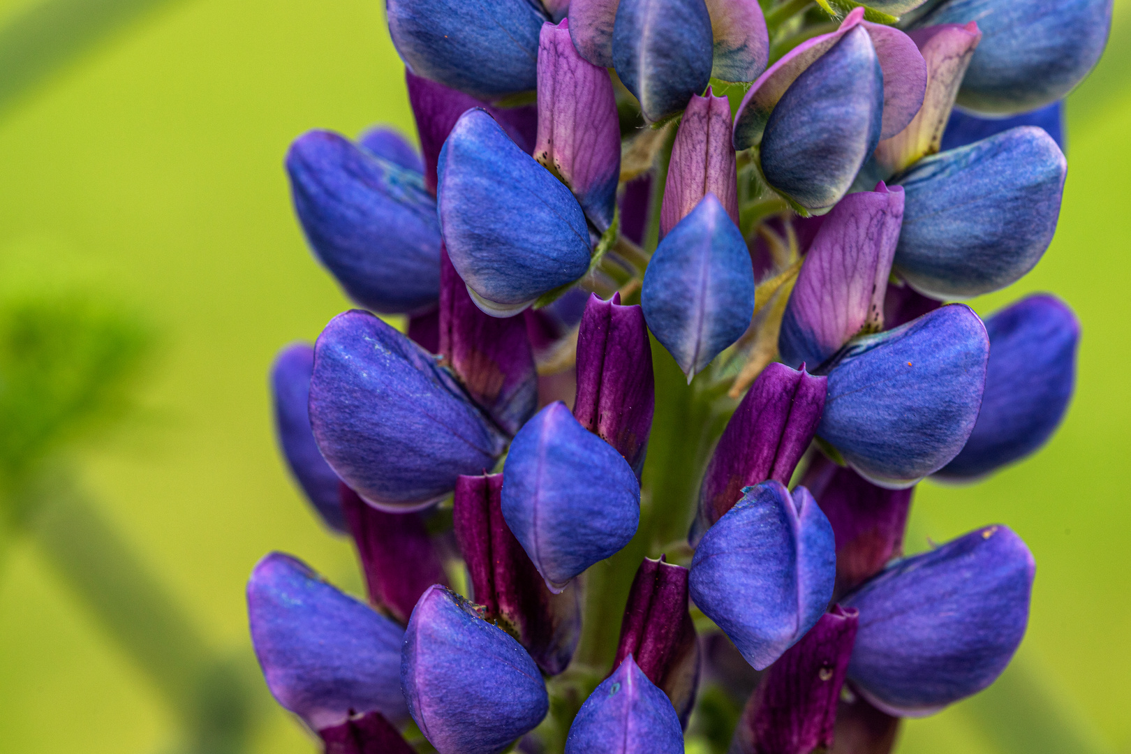 Blaue Lupine