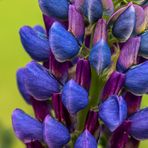 Blaue Lupine