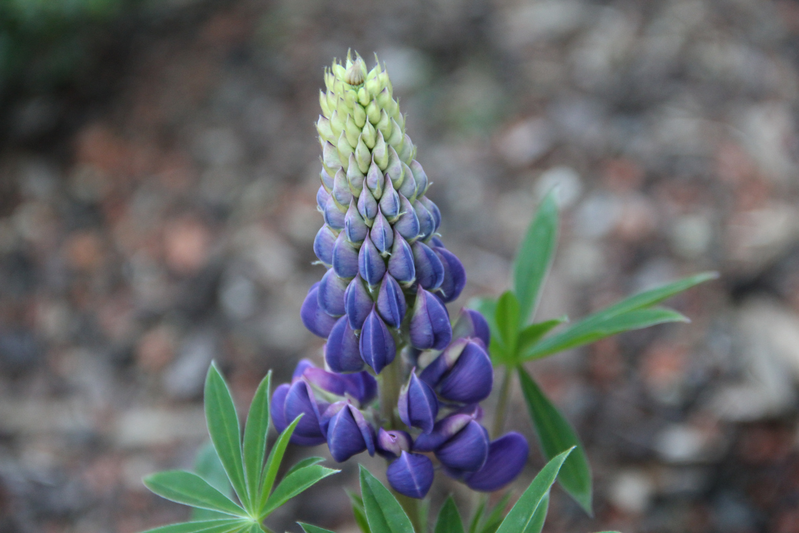 Blaue Lupine (Lupinus polyphyllus) Foto & Bild pflanzen, pilze