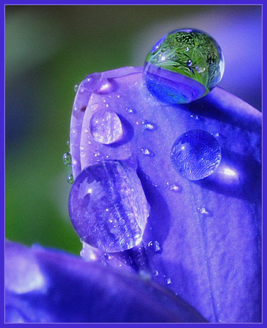 Blaue Lupine nach dem Regen