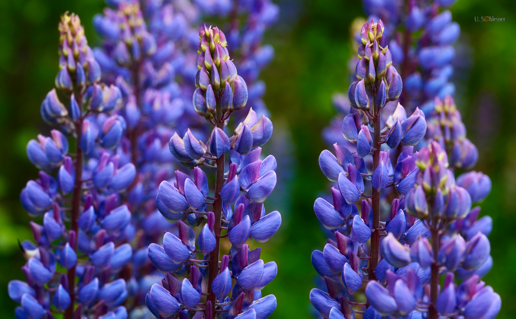 Blaue Lupinen 