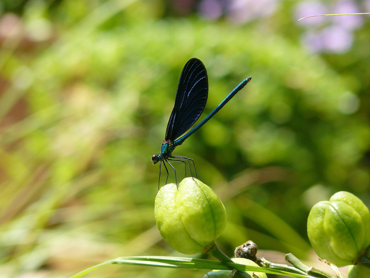 Blaue Lybelle 2