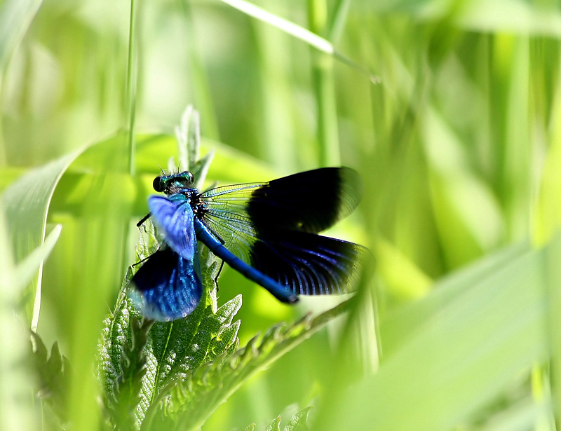 blaue männliche gebänderte Prachtlibelle