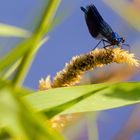 Blaue männliche Prachtlibelle