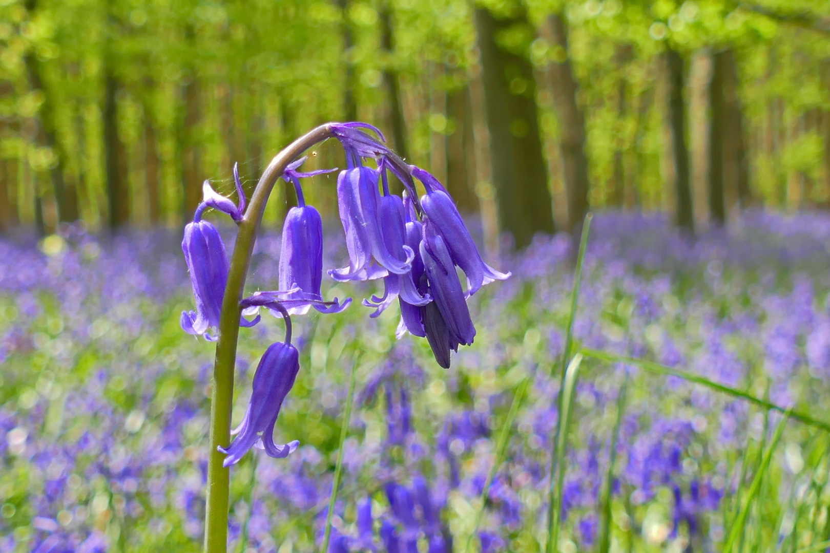 blaue Maiblume zum 1. Mai